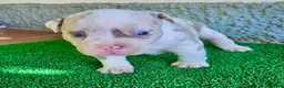 American Bully perros en venta: American Bully Pocket  - Anuncio 5