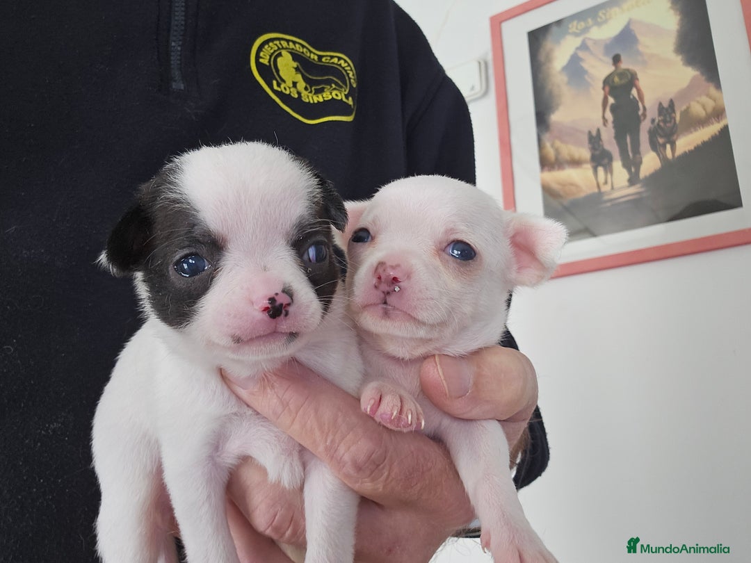 Chihuahua perros en venta: Bonitos chihuahuas mini - Anuncio 2