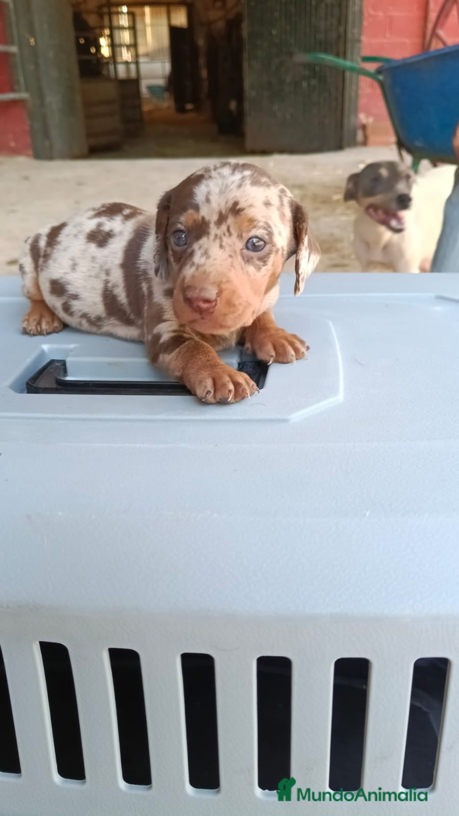 Teckel Miniatura perros Macho teke arlequín  - Anuncio 24