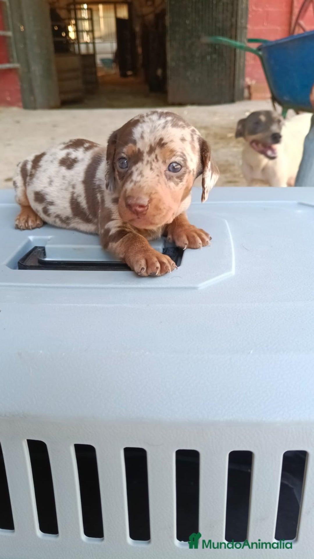 Teckel Miniatura perros en venta: Macho teke arlequín  - Anuncio 1