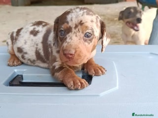 Teckel Miniatura perros - Anuncio 13