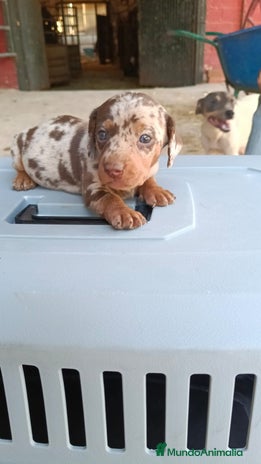 Teckel Miniatura perros - Anuncio 7