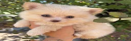 Pomerania perros en venta: Pomerania lulù mini - Anuncio 3