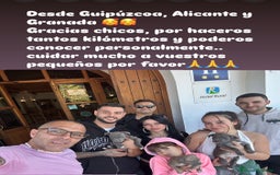 American Staffordshire-Terrier perros en venta: American Stanford (transparencia) - Anuncio 11