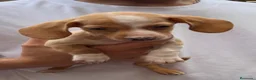 Teckel perros en venta: Cachorritos Teckel muy pequeños  - Anuncio 4