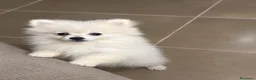 Pomerania perros en venta: Pomeranias disponibles🐻 en Murcia - Anuncio 4