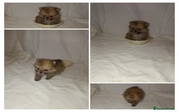 Pomerania perros en venta: MONERIA SÚPER TOY DE HEMBRITA POMERANIA  - Imagen 5