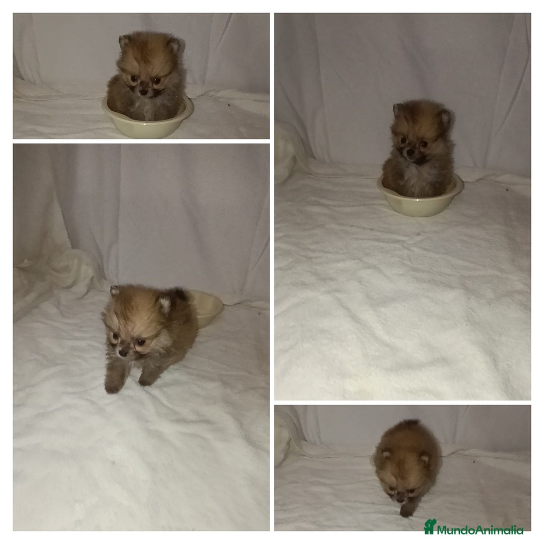 Pomerania perros en venta: MONERIA SÚPER TOY DE HEMBRITA POMERANIA  - Imagen 5