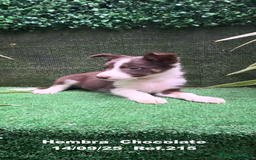 Border Collie perros en venta: Border Collie Chocolate - Imagen 13