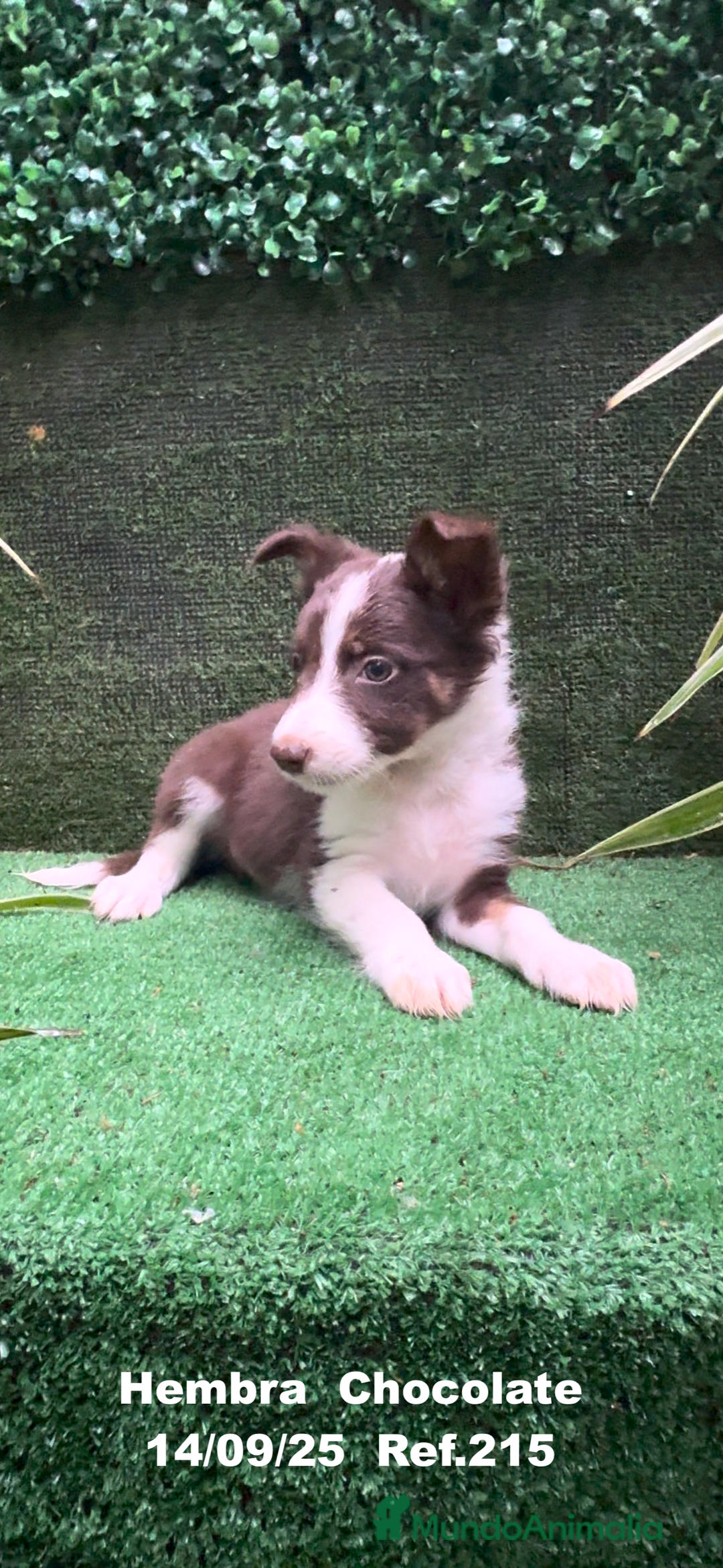 Border Collie perros en venta: Border Collie Chocolate - Imagen 13