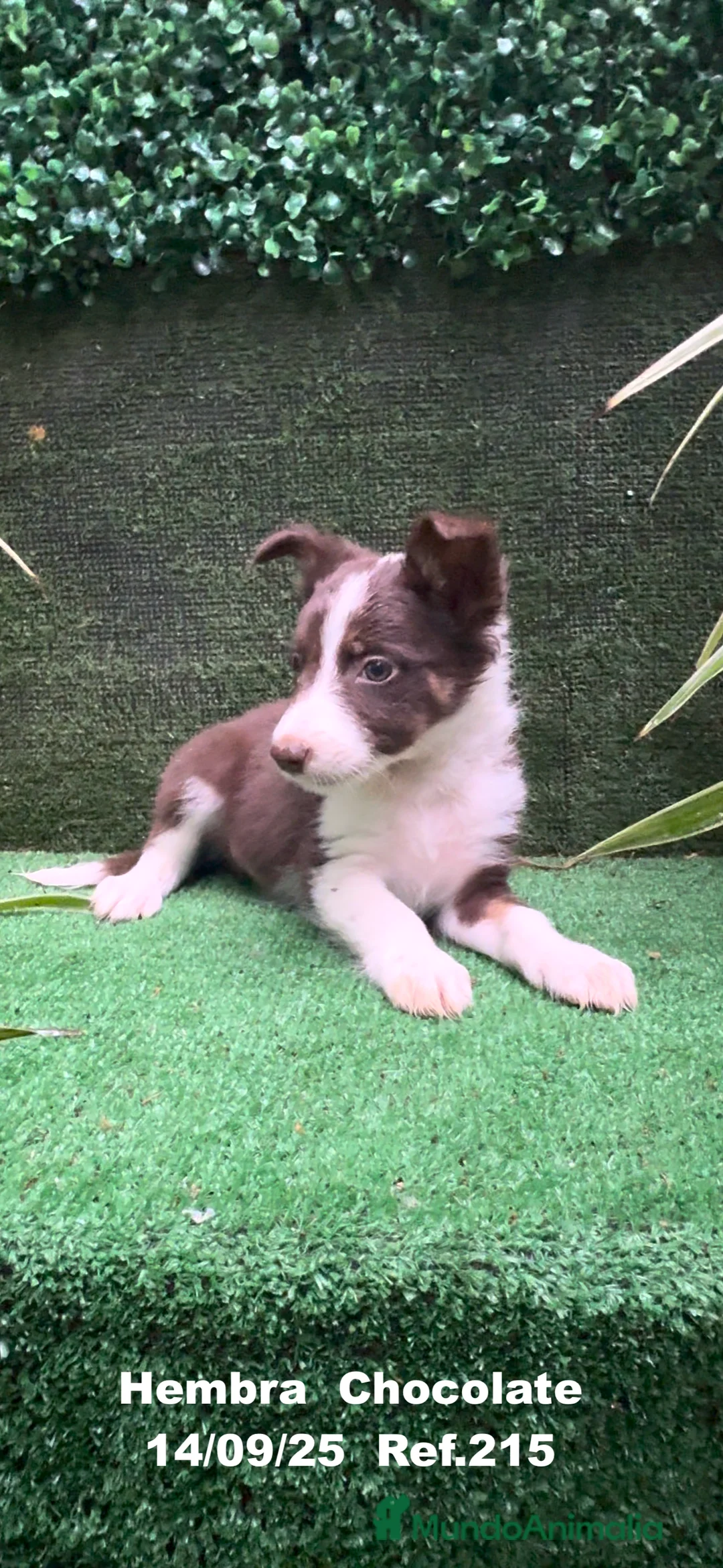 Border Collie perros en venta: Border Collie Chocolate - Anuncio 13