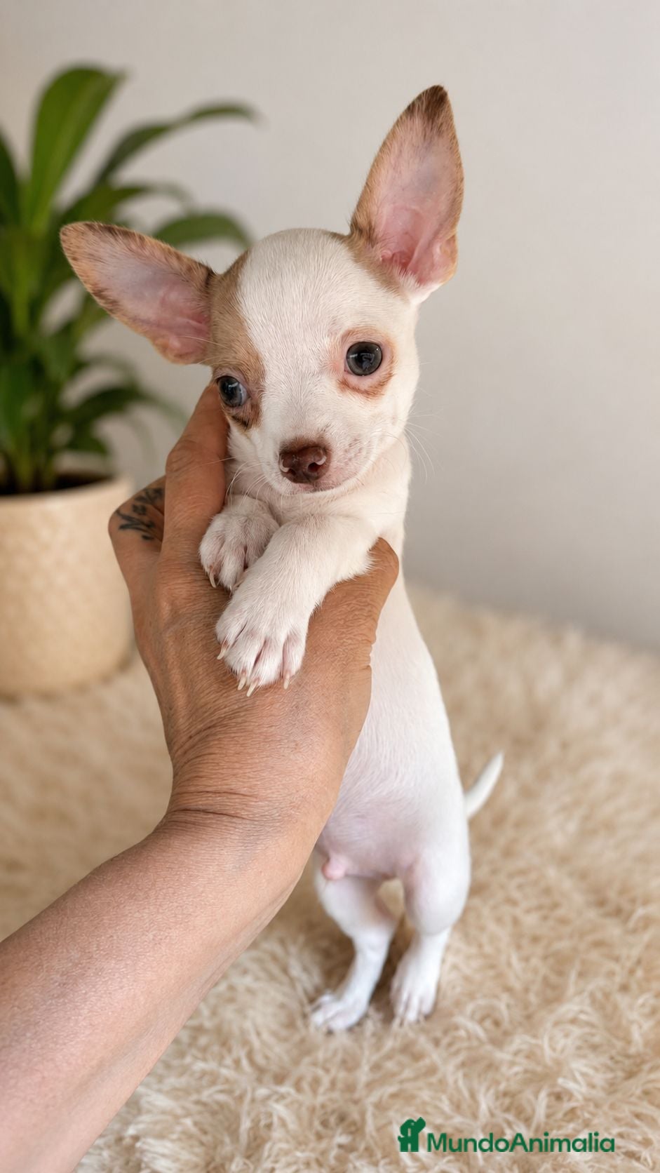 Chihuahua perros Chihuahua exotico merle - Anuncio 29