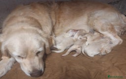 Golden Retriever perros en venta:  GOLDEN RETRIEVER ( 621123874 ) - Imagen 1