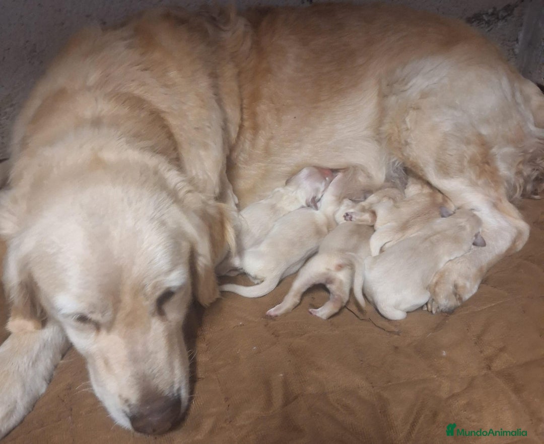 Golden Retriever perros en venta:  GOLDEN RETRIEVER ( 621123874 ) - Imagen 1