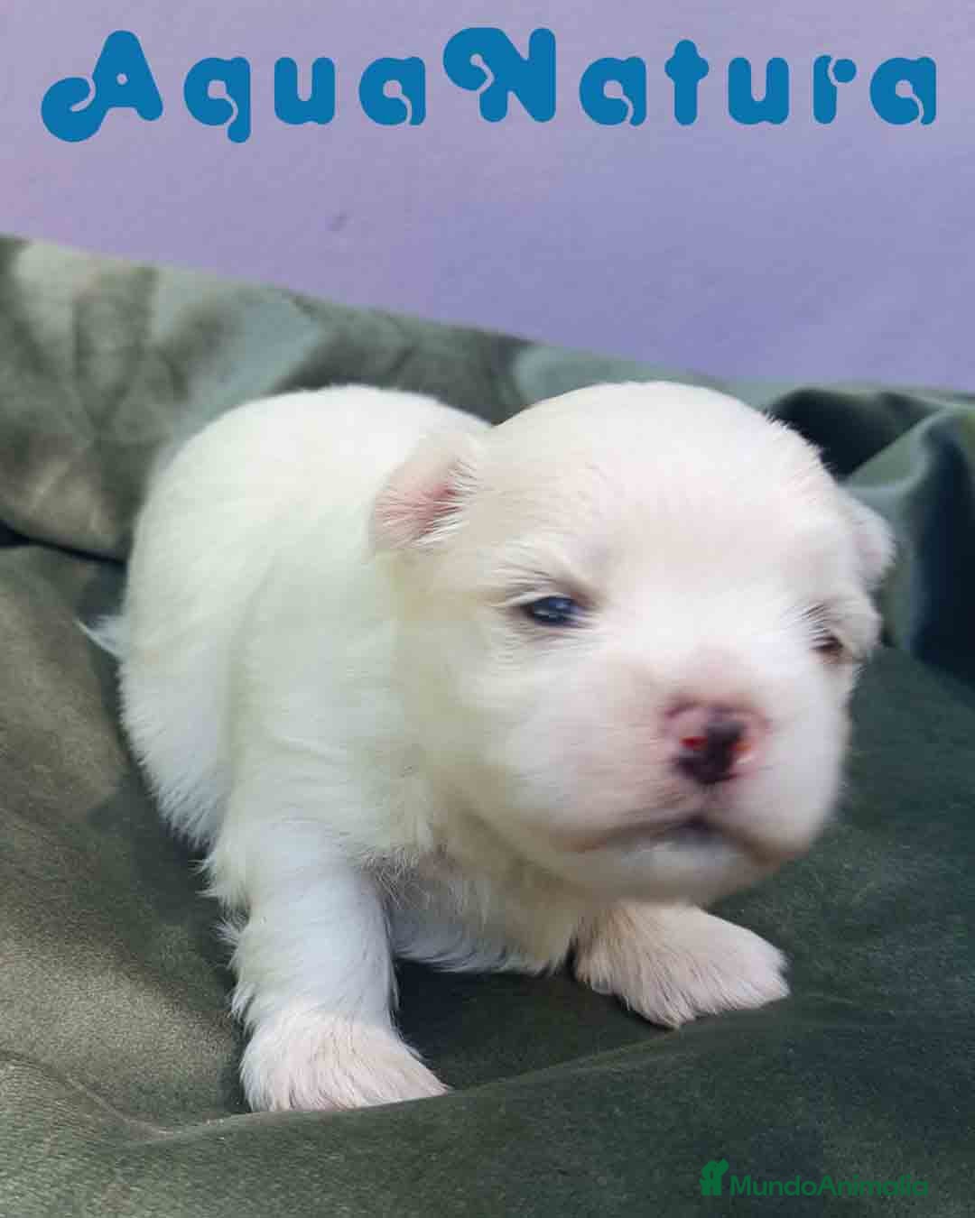Bichón Maltés perros en venta: Bichon Maltes Macho 2 AQUANATURA - Imagen 4