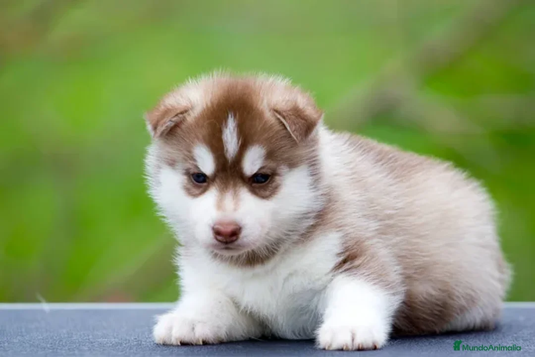 Husky Siberiano perros en venta: HUSKY SIBERIANO , CACHORROS DE CALIDAD - Anuncio 5