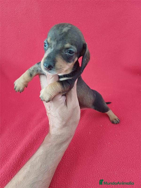 Teckel Miniatura perros Teckel Mini  - Anuncio 13