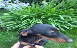 Teckel perros en venta: Teckel miniatura  - Imagen 4