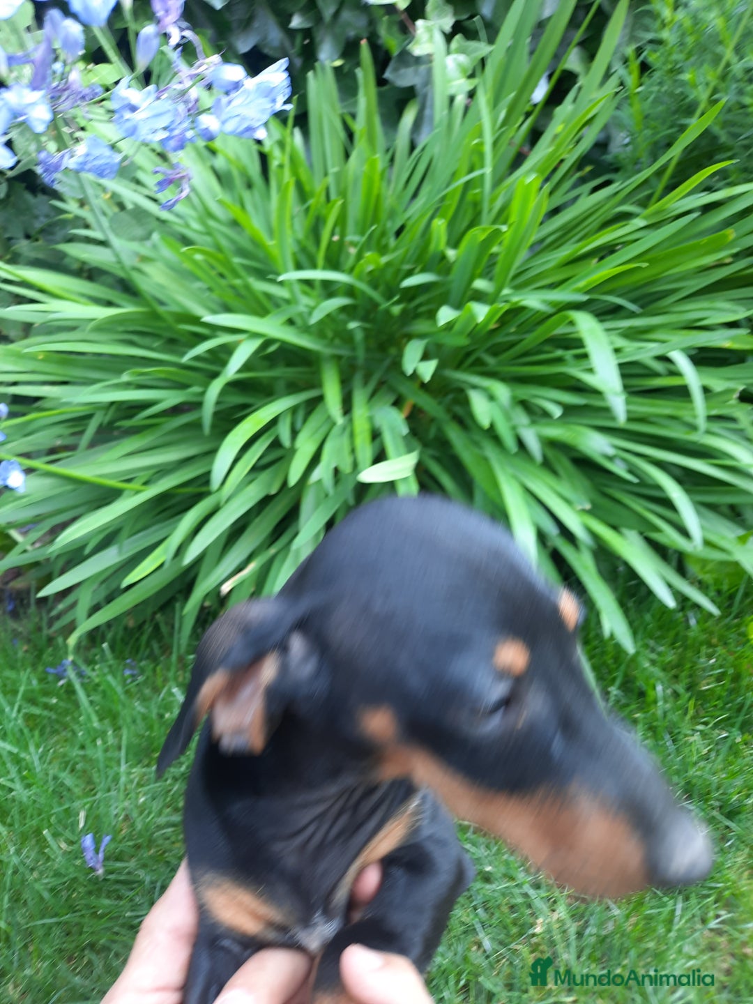 Teckel perros en venta: Teckel miniatura  - Imagen 4