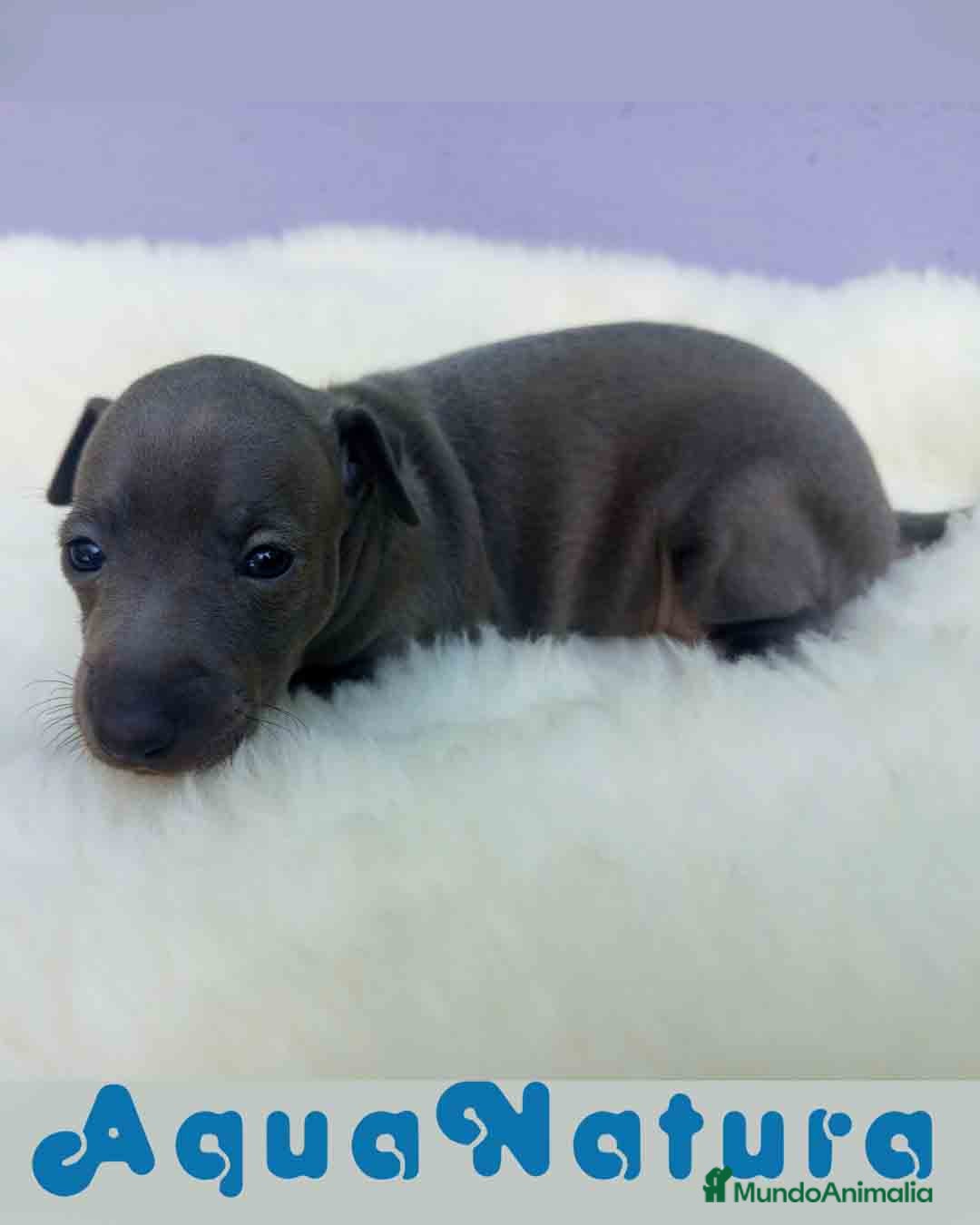 Pequeño Lebrel Italiano perros en venta:  Lebrel Italiano Hembra 1 de BN y Omega AQUANATURA - Imagen 1