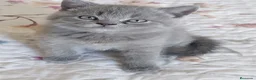 Británico de Pelo Corto Azul gatos en venta: British Blue  - Anuncio 1