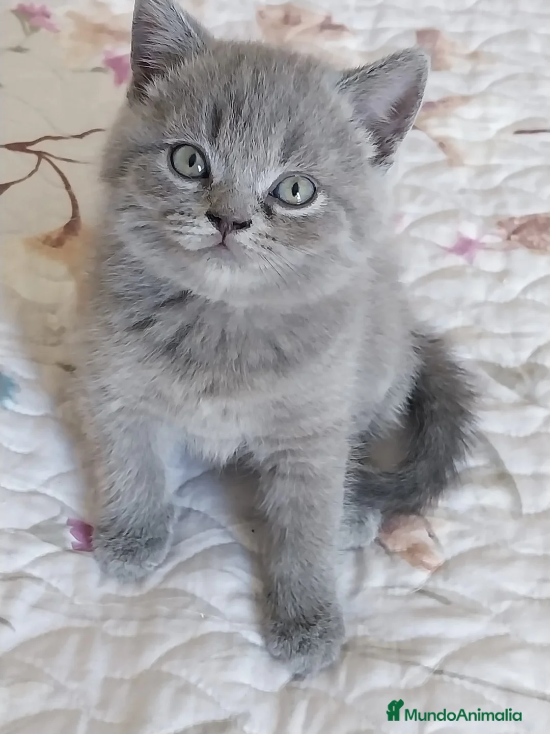 Británico de Pelo Corto Azul gatos en venta: British Blue  - Anuncio 1