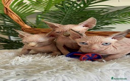 Sphynx gatos en venta: GATITAS SPHYNX - Anuncio 11