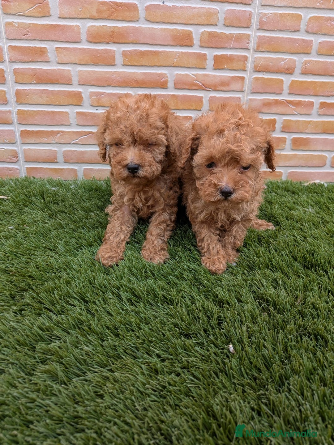 Caniche Toy perros en venta: Caniche toy  - Anuncio 2