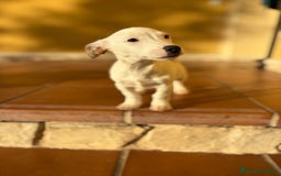 Jack Russell Terrier perros en venta: Cachorros de Jack russell  - Anuncio 24