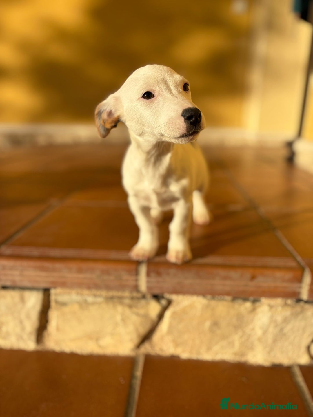 Jack Russell Terrier perros en venta: Cachorros de Jack russell  - Anuncio 24
