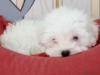 Bichón Maltés perros en Barcelona - Anuncio 14