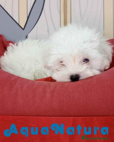Bichón Maltés perros en Barcelona - Anuncio 15
