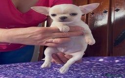 Chihuahua perros en venta: Precioso machito chihuahua  - Imagen 1