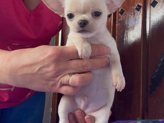 Chihuahua perros - Anuncio 1