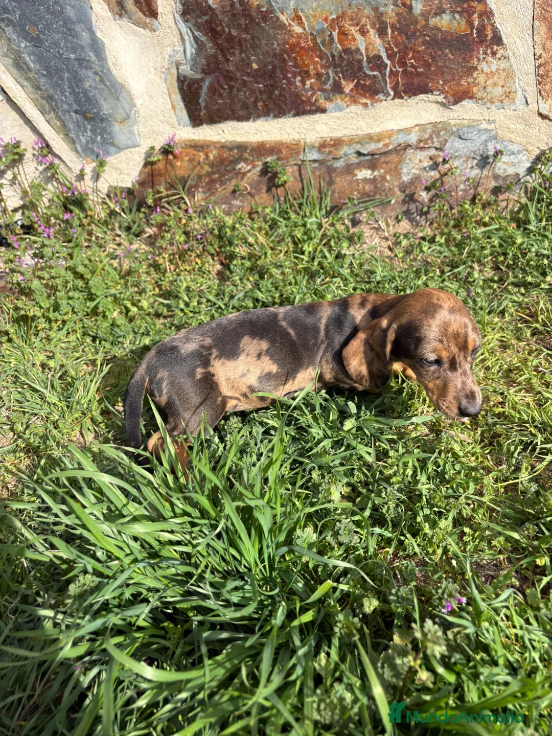 Teckel Miniatura perros en venta: Teckel miniatura  - Anuncio 2