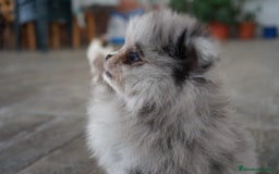 Pomerania perros en venta: 🐾 Roscón, Monk y Prodigy – Pomerania únicos 🐾 - Imagen 2