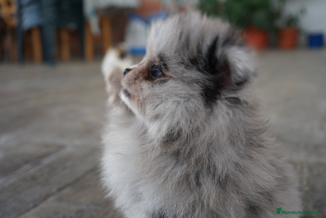 Pomerania perros en venta: 🐾 Roscón, Monk y Prodigy – Pomerania únicos 🐾 - Imagen 2