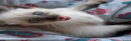 Siamés gatos en venta: GATITOS SIAMESES - Anuncio 2
