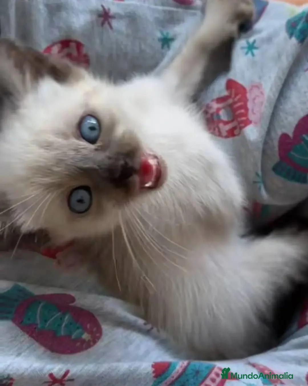Siamés gatos en venta: GATITOS SIAMESES - Anuncio 2