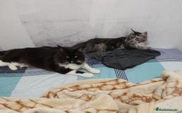 Maine Coon gatos en venta: Gatitos de Maine Coon  - Imagen 2