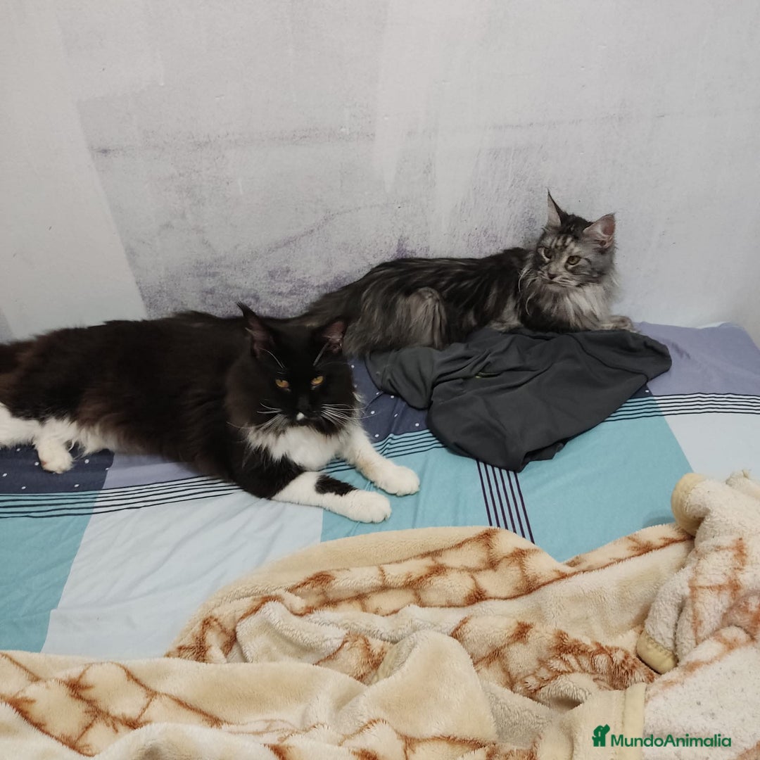 Maine Coon gatos en venta: Gatitos de Maine Coon  - Imagen 2