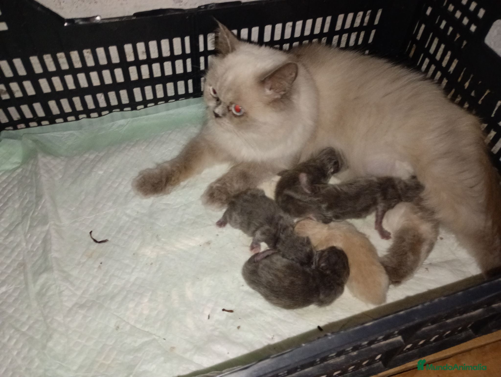 Exótico de Pelo Largo gatos Gatitos persa y malayo disponible - Anuncio 1