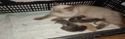 Exótico de Pelo Largo gatos en venta: Gatitos persa y malayo disponible - Anuncio 1