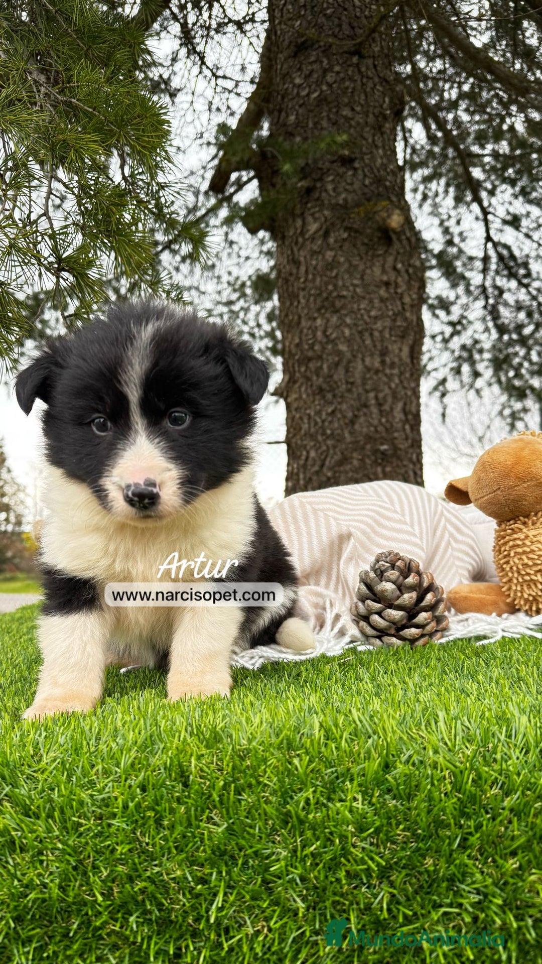 Border Collie perros en venta: CACHORROS BORDER COLLIE - Imagen 5