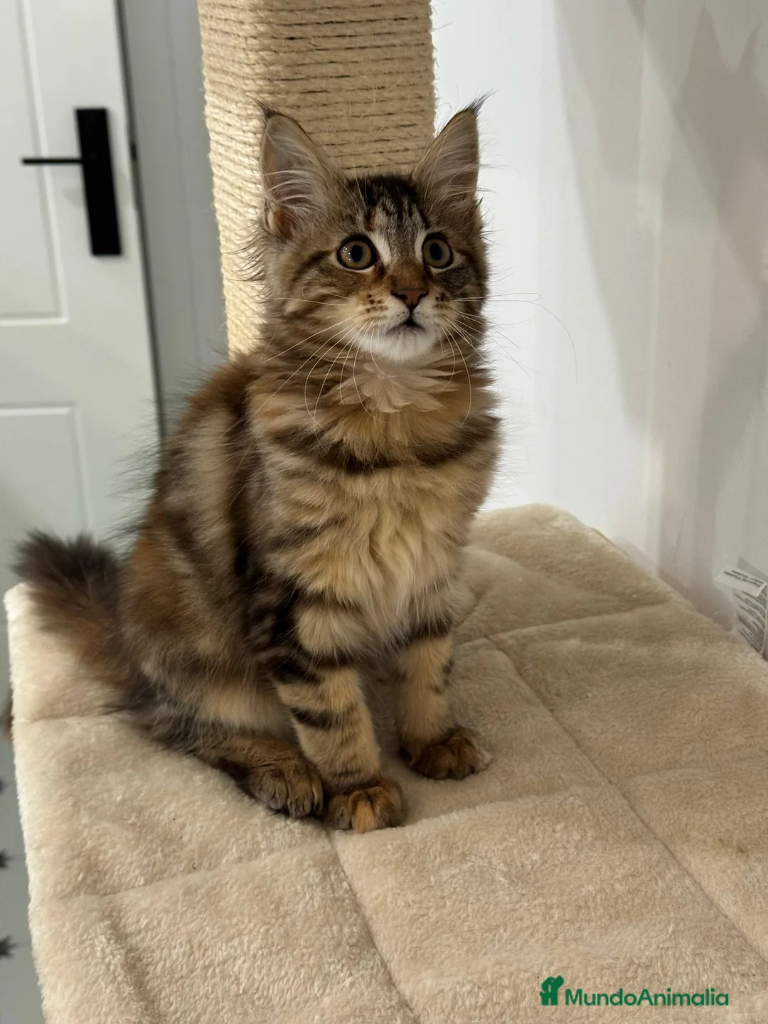 Maine Coon gatos en venta: Preciosa gatita Maine coon - Anuncio 2