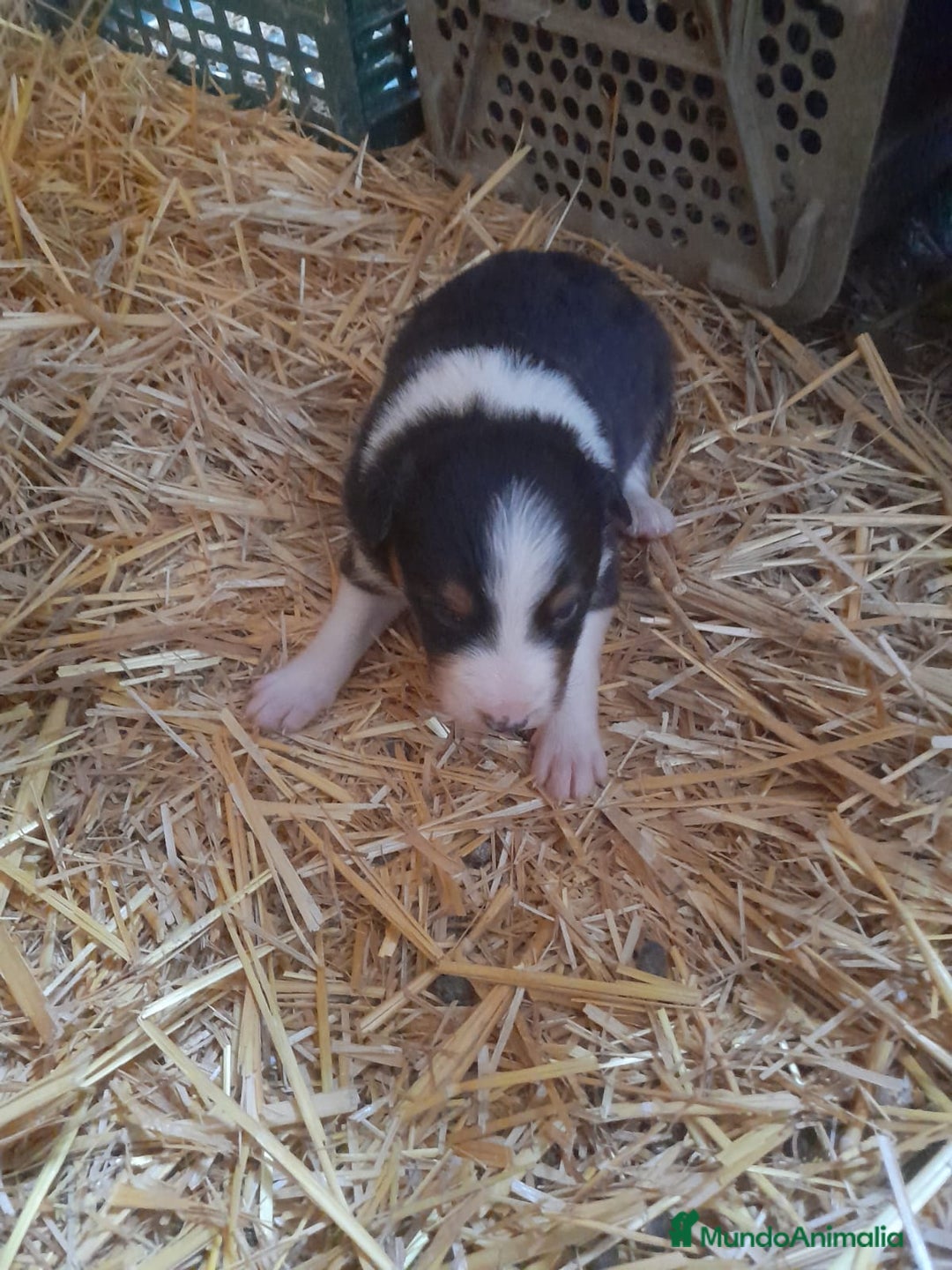 Border Collie perros en venta: Border collie - Anuncio 3