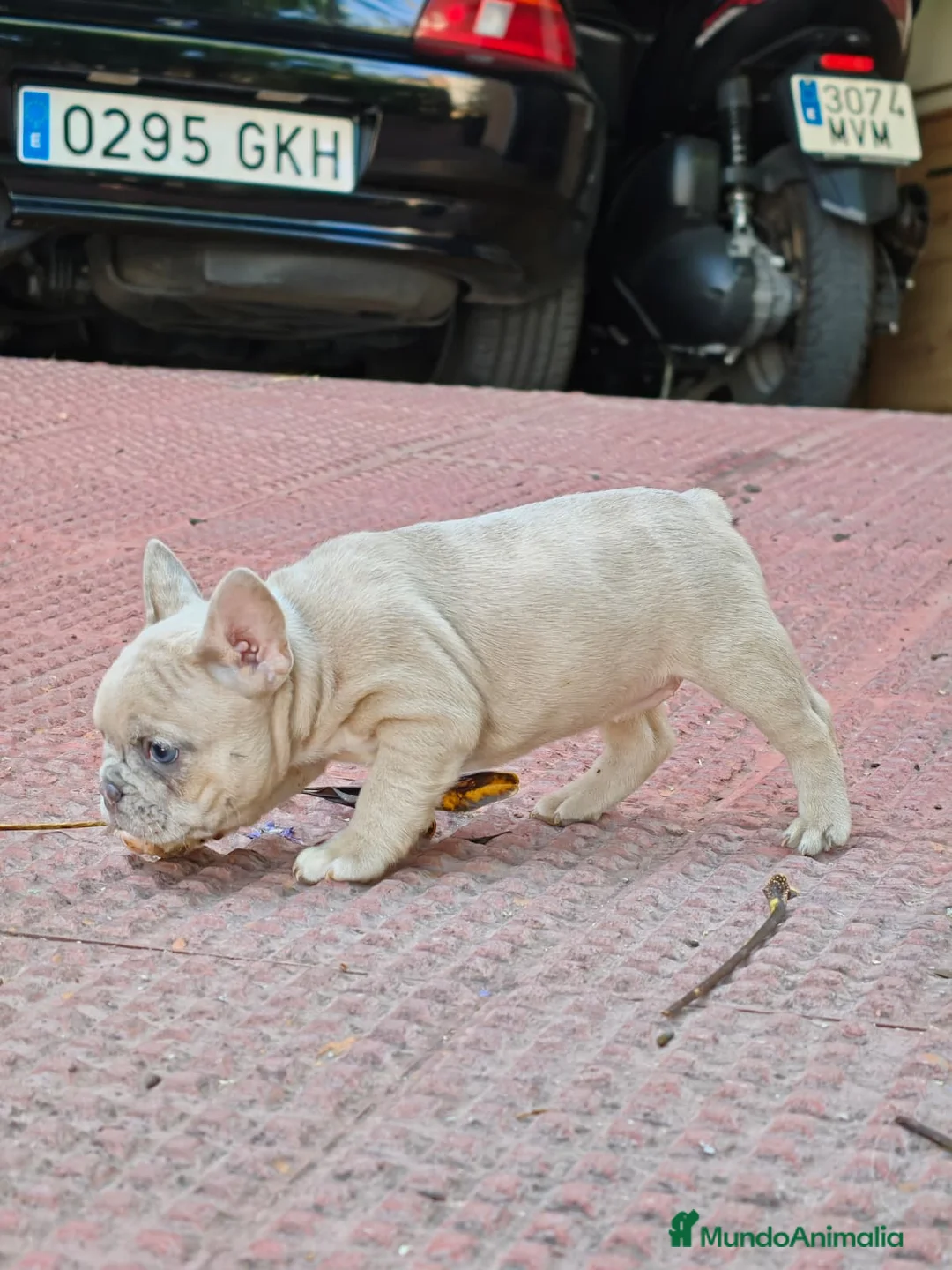 Bulldog Francés perros en venta: Bulldog francés merle fawn - Anuncio 2