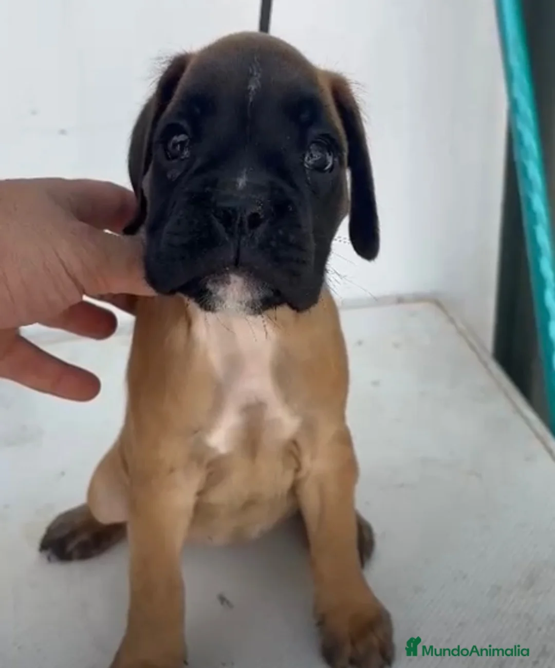 Boxer perros en venta: MACHO BOXER DORADO  - Anuncio 2