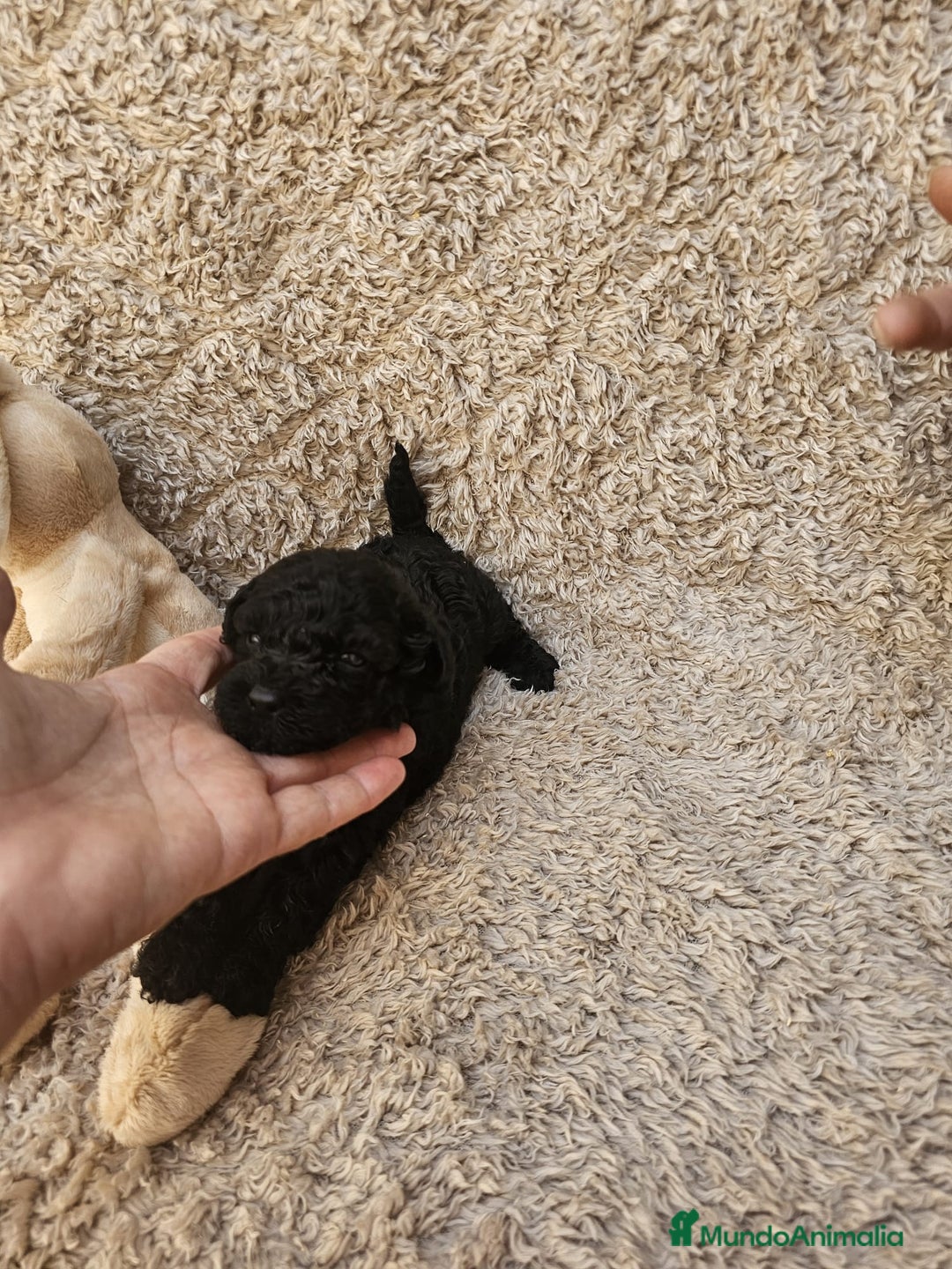 Caniche Toy perros en venta: ⚜️ caniche toy y enano 50 %asiatico ⚜️ - Imagen 1