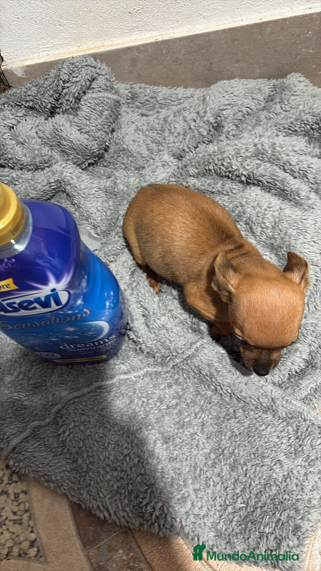 Chihuahua perros en venta: Chihuahua color ciervo  - Anuncio 2